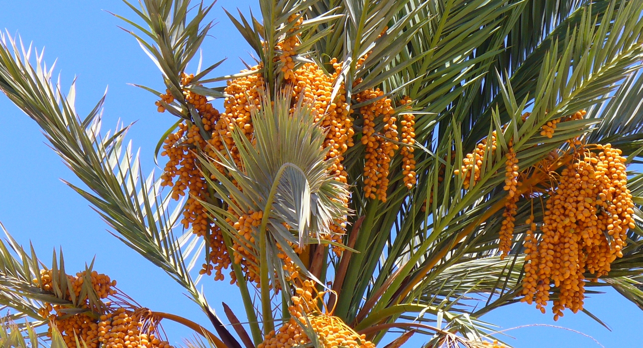 Date palm